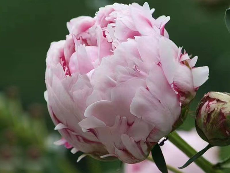 芍藥花能開幾天？